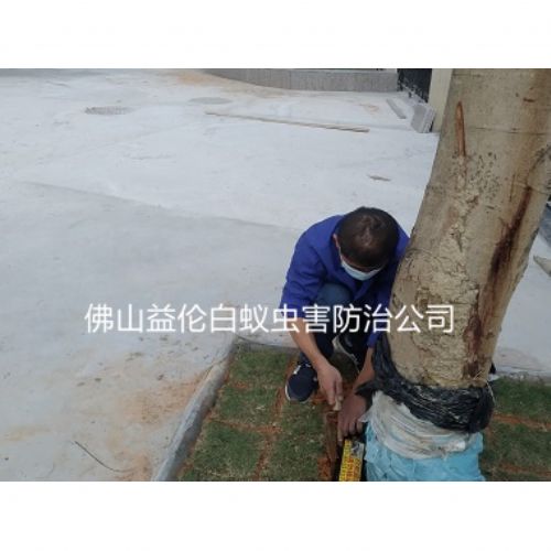 盐步社区装白蚁诱杀箱